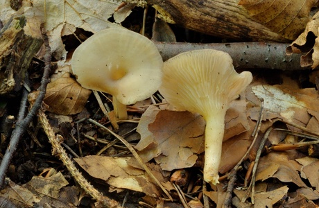 Ranziger Trichterling (Clitocybe phaeophthalma) - © Michaela und Gernot Friebes